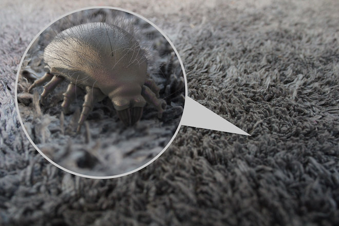 dust-mites-in-mattresses