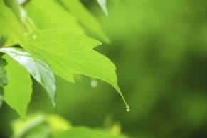 chem-dry-green-living